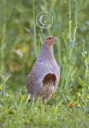 Grey Partridge 2 tif